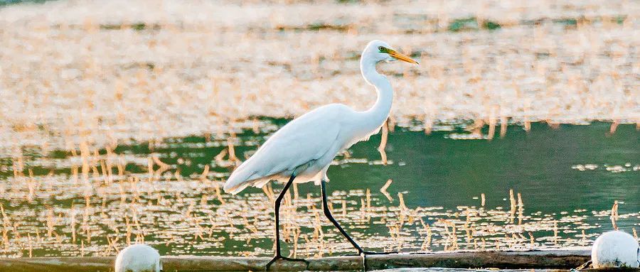 为什么有的鸟蹦蹦跳跳,有的却像人类走路? 为什么有的鸟蹦蹦跳跳,有的却像人类走路?