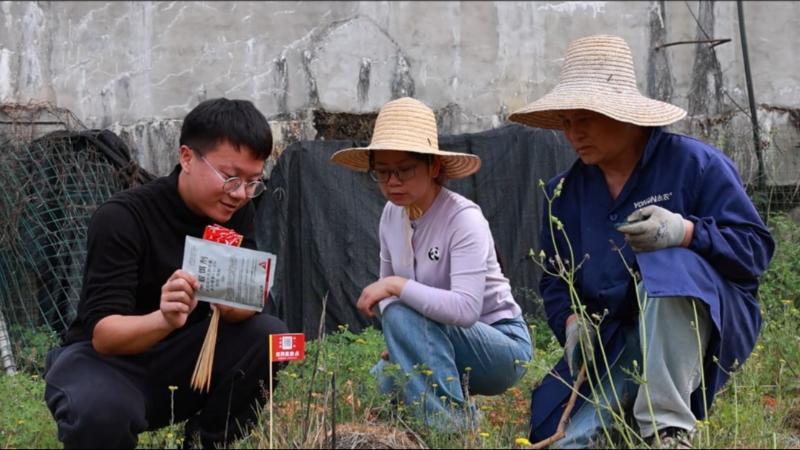 江西泰和:红火蚁进入繁殖高峰期 农业部门多举措防控 江西泰和:红火蚁进入繁殖高峰期 农业部门多举措防控