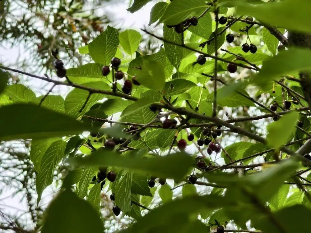 广州公园树上结满“樱桃”?相关部门:大不同,不能吃! 广州公园树上结满“樱桃”?相关部门:大不同,不能吃!