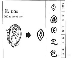 盘点那些被读错的植物 | 兰考泡桐:被屡屡读错的“致富树” 盘点那些被读错的植物 | 兰考泡桐:被屡屡读错的“致富树”