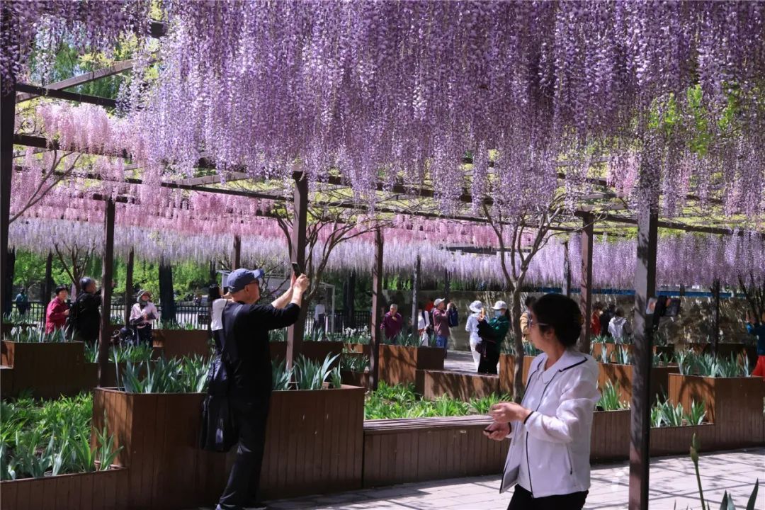 正是最佳观赏期!这里的“紫藤花瀑”美成仙境,市民直呼:很震撼,像星河 正是最佳观赏期!这里的“紫藤花瀑”美成仙境,市民直呼:很震撼,像星河