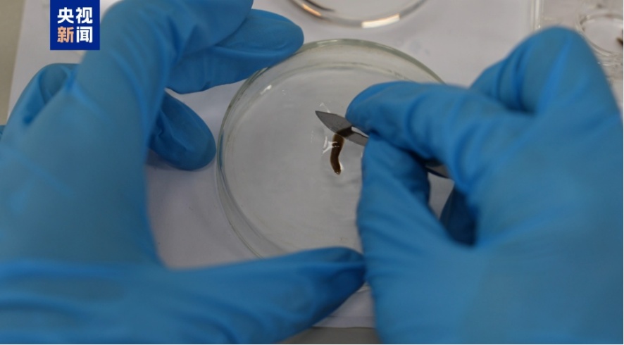 神舟二十号主要任务一览:将进行国内首次涡虫空间再生实验 神舟二十号主要任务一览:将进行国内首次涡虫空间再生实验