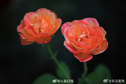 送你几张盛开的月季壁纸 送你几张盛开的月季壁纸