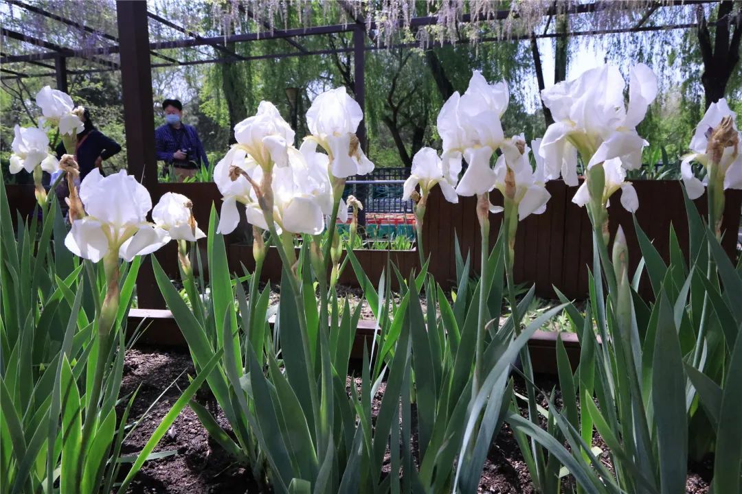 正是最佳观赏期!这里的“紫藤花瀑”美成仙境,市民直呼:很震撼,像星河 正是最佳观赏期!这里的“紫藤花瀑”美成仙境,市民直呼:很震撼,像星河