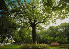 盘点那些被读错的植物 | 兰考泡桐:被屡屡读错的“致富树” 盘点那些被读错的植物 | 兰考泡桐:被屡屡读错的“致富树”
