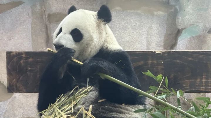 萌翻了！大熊猫“渝宝”“加悦悦”在无锡正式亮相