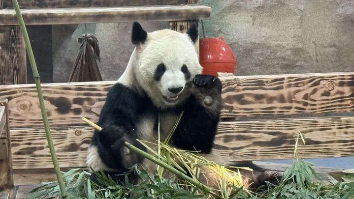 萌翻了！大熊猫“渝宝”“加悦悦”在无锡正式亮相