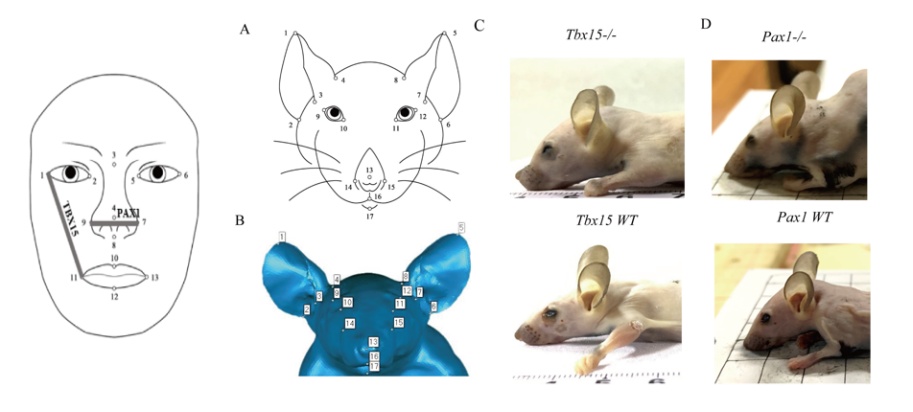 98%基因重合?人类与黑猩猩、小鼠甚至香蕉的深层关联有哪些 98%基因重合?人类与黑猩猩、小鼠甚至香蕉的深层关联有哪些