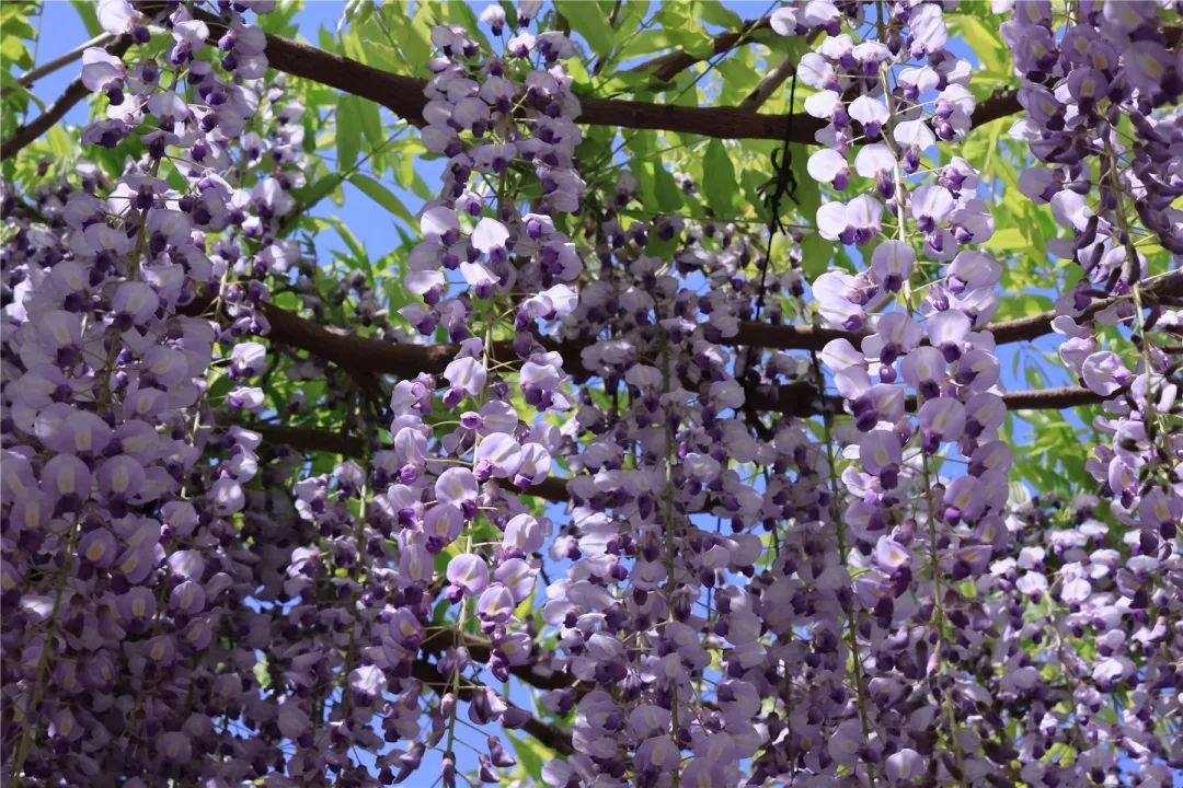正是最佳观赏期!这里的“紫藤花瀑”美成仙境,市民直呼:很震撼,像星河 正是最佳观赏期!这里的“紫藤花瀑”美成仙境,市民直呼:很震撼,像星河