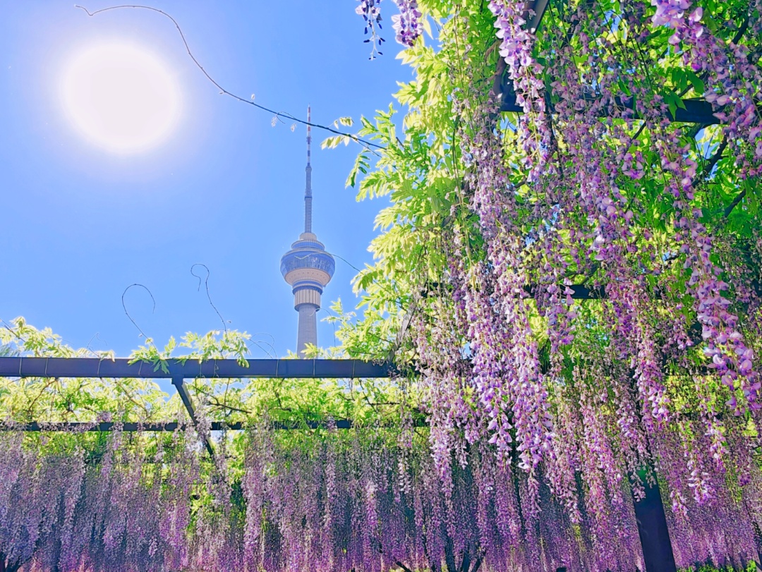 正是最佳观赏期!这里的“紫藤花瀑”美成仙境,市民直呼:很震撼,像星河 正是最佳观赏期!这里的“紫藤花瀑”美成仙境,市民直呼:很震撼,像星河