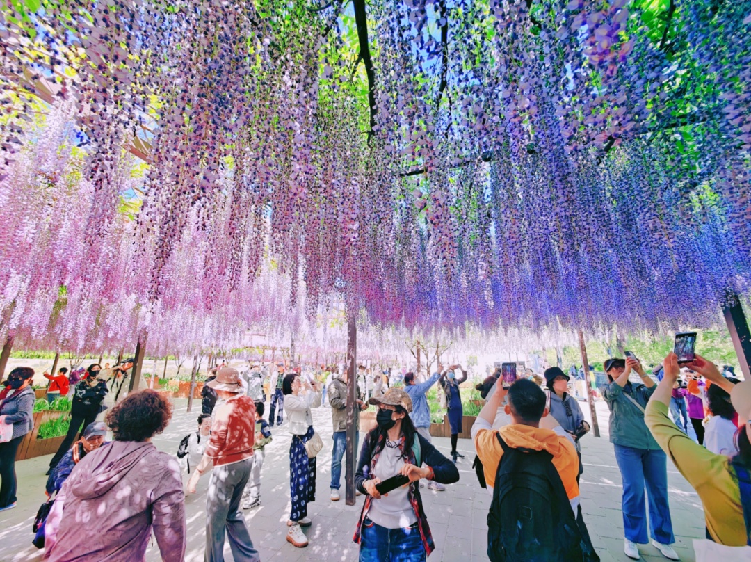 正是最佳观赏期!这里的“紫藤花瀑”美成仙境,市民直呼:很震撼,像星河 正是最佳观赏期!这里的“紫藤花瀑”美成仙境,市民直呼:很震撼,像星河