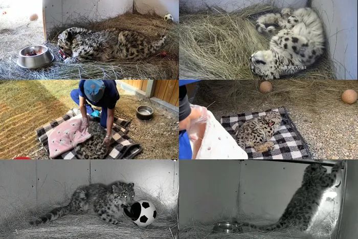 全网疯狂追更，雪豹“凌小蛰”重生故事又更新了