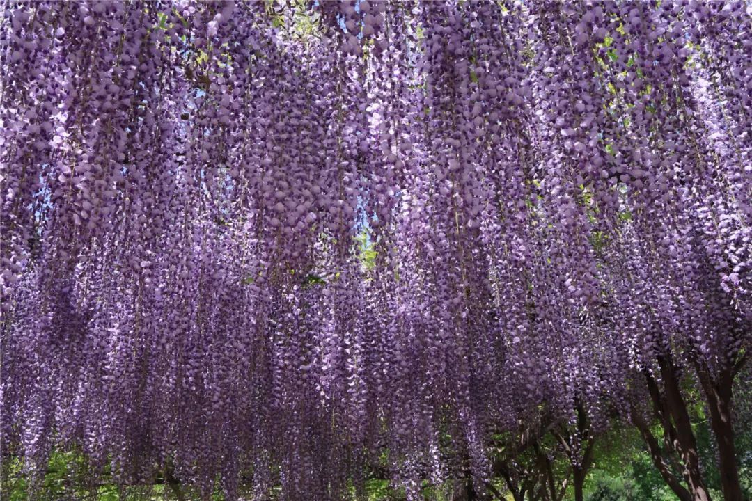 正是最佳观赏期!这里的“紫藤花瀑”美成仙境,市民直呼:很震撼,像星河 正是最佳观赏期!这里的“紫藤花瀑”美成仙境,市民直呼:很震撼,像星河