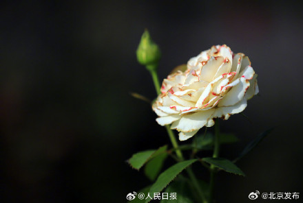 送你几张盛开的月季壁纸 送你几张盛开的月季壁纸