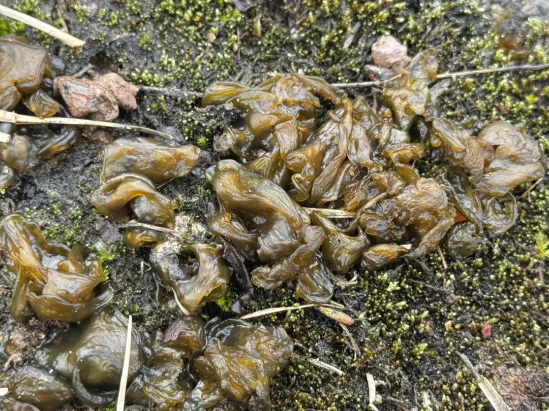 雨后大量出现,出门就能捡!很多杭州人爱吃!提醒来了 雨后大量出现,出门就能捡!很多杭州人爱吃!提醒来了