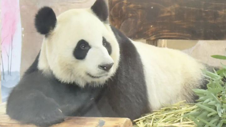 萌翻了！大熊猫“渝宝”“加悦悦”在无锡正式亮相