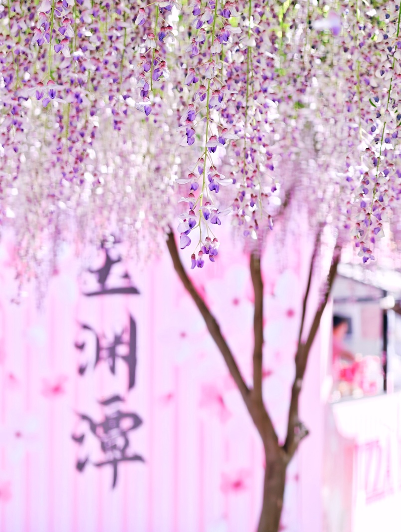 正是最佳观赏期!这里的“紫藤花瀑”美成仙境,市民直呼:很震撼,像星河 正是最佳观赏期!这里的“紫藤花瀑”美成仙境,市民直呼:很震撼,像星河