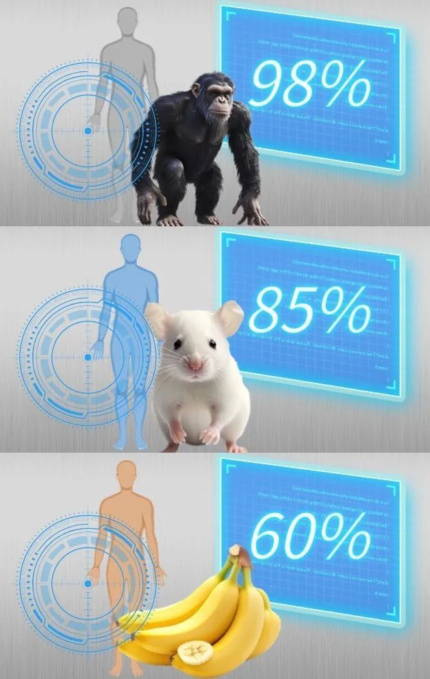 98%基因重合?人类与黑猩猩、小鼠甚至香蕉的深层关联有哪些 98%基因重合?人类与黑猩猩、小鼠甚至香蕉的深层关联有哪些