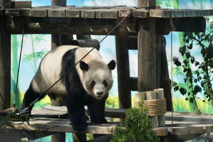 萌翻了！大熊猫“渝宝”“加悦悦”在无锡正式亮相