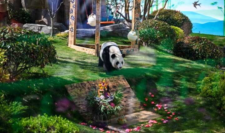 萌翻了！大熊猫“渝宝”“加悦悦”在无锡正式亮相