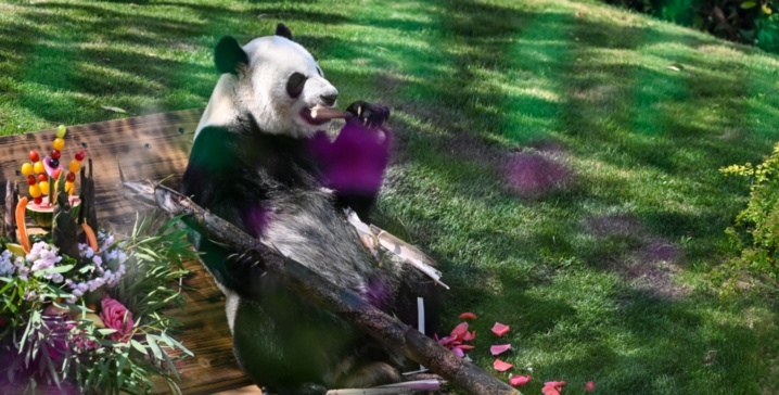 萌翻了！大熊猫“渝宝”“加悦悦”在无锡正式亮相
