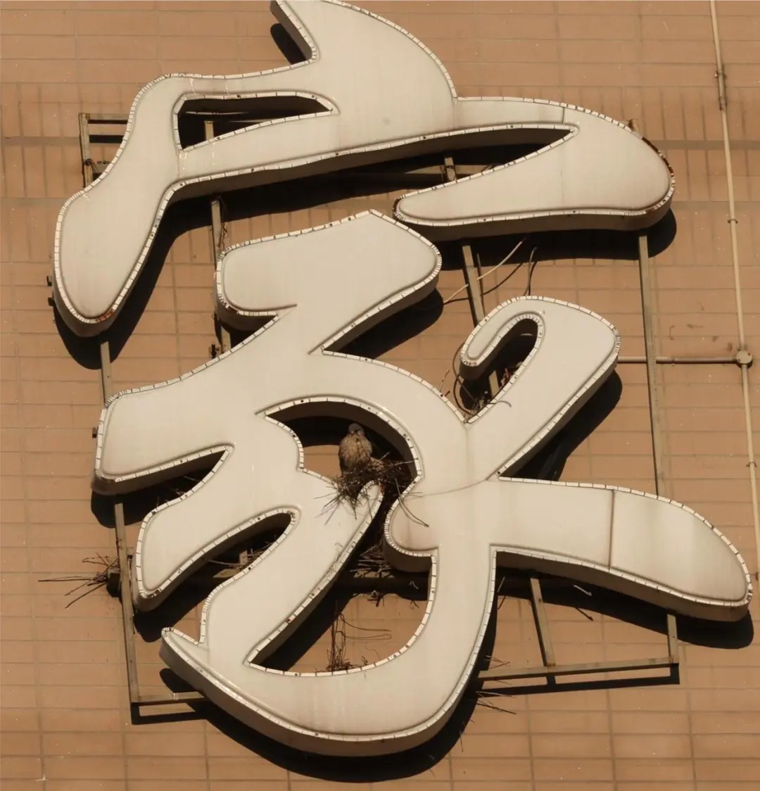北京丰台这个小区，新增一位猛禽“业主”！