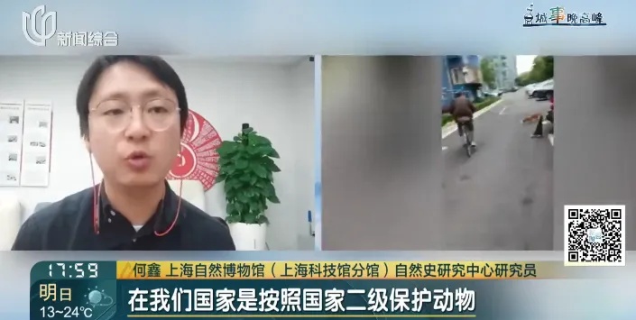 上海某小区惊现狐狸，居民人心惶惶，最新消息：已确认其死亡