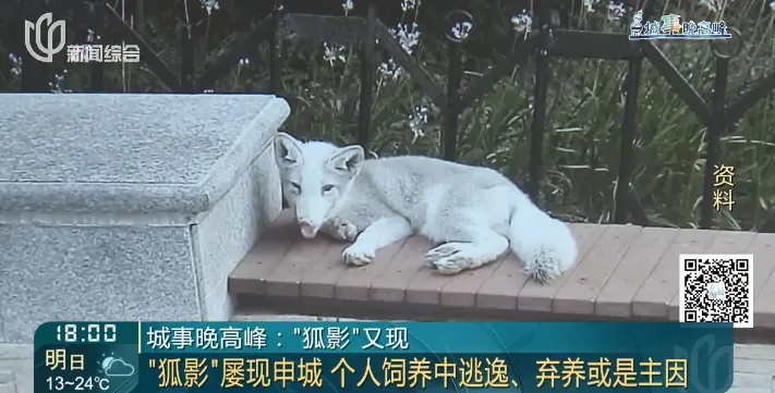 上海某小区惊现狐狸，居民人心惶惶，最新消息：已确认其死亡