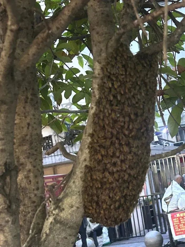 上海街头惊现数百只蜜蜂盘旋！聚集成巨大“定时炸弹”...启动应急预案→