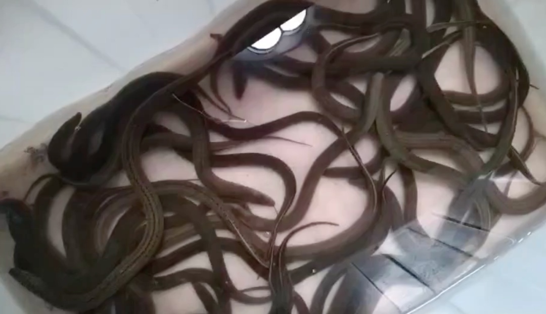 一斤能卖到上百元？杭州不少人下了班就去抓，最近好火