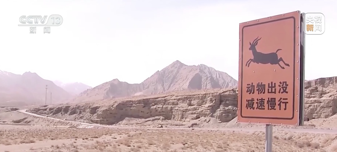 雪豹穿行公路被撞死亡！野生动物“路杀”为何时有发生？