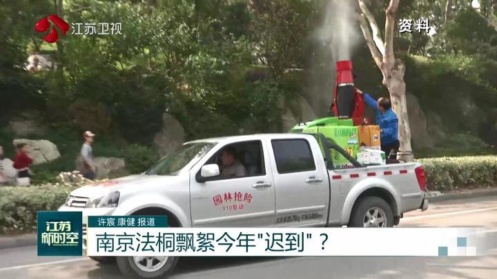 南京法桐飘絮今年“迟到”? 南京法桐飘絮今年“迟到”?