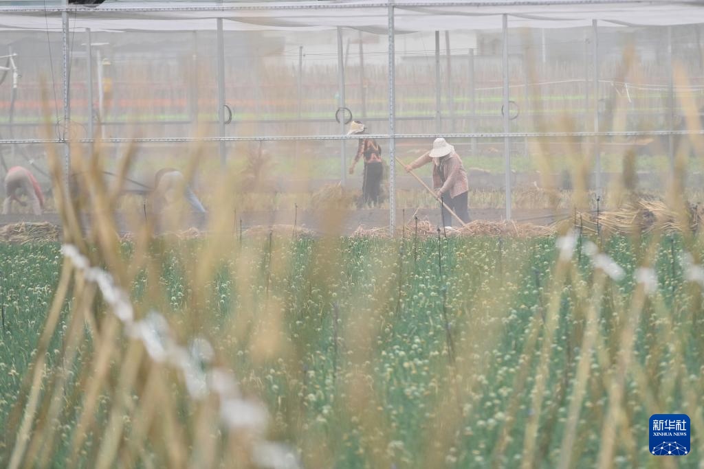 广西柳州：雨水渐多春耕忙