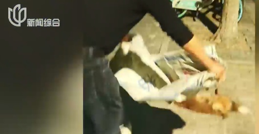 凌晨确认死亡！前一天在上海小区出现，居民胆战心惊，专家紧急提醒