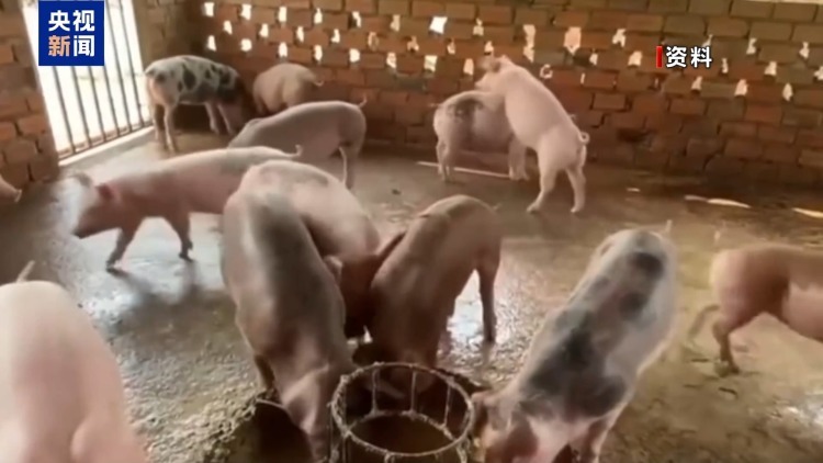 假养猪 真骗局 警惕披着“云养经济”外衣的非法集资 假养猪 真骗局 警惕披着“云养经济”外衣的非法集资