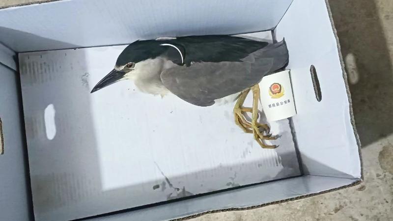 江西都昌:警民合力救助受伤“三有”保护动物夜鹭 江西都昌:警民合力救助受伤“三有”保护动物夜鹭