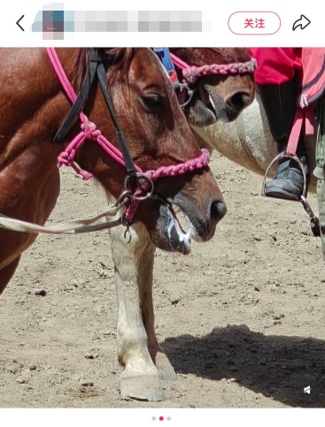网友曝光马儿“累到口吐白沫”？景区回应！
