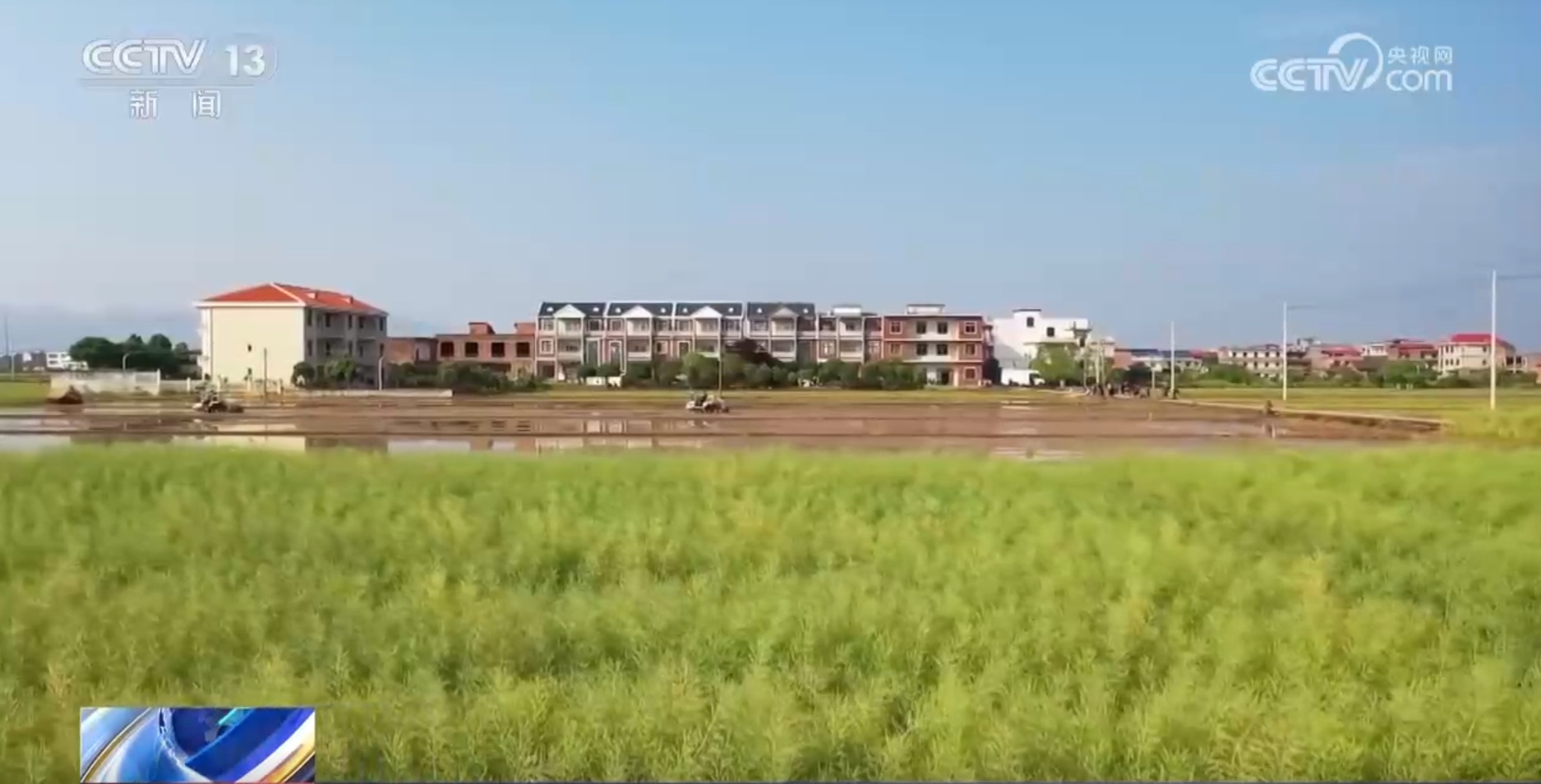 丰收在望！今年我国冬油菜面积1.1亿亩 连续7年增加