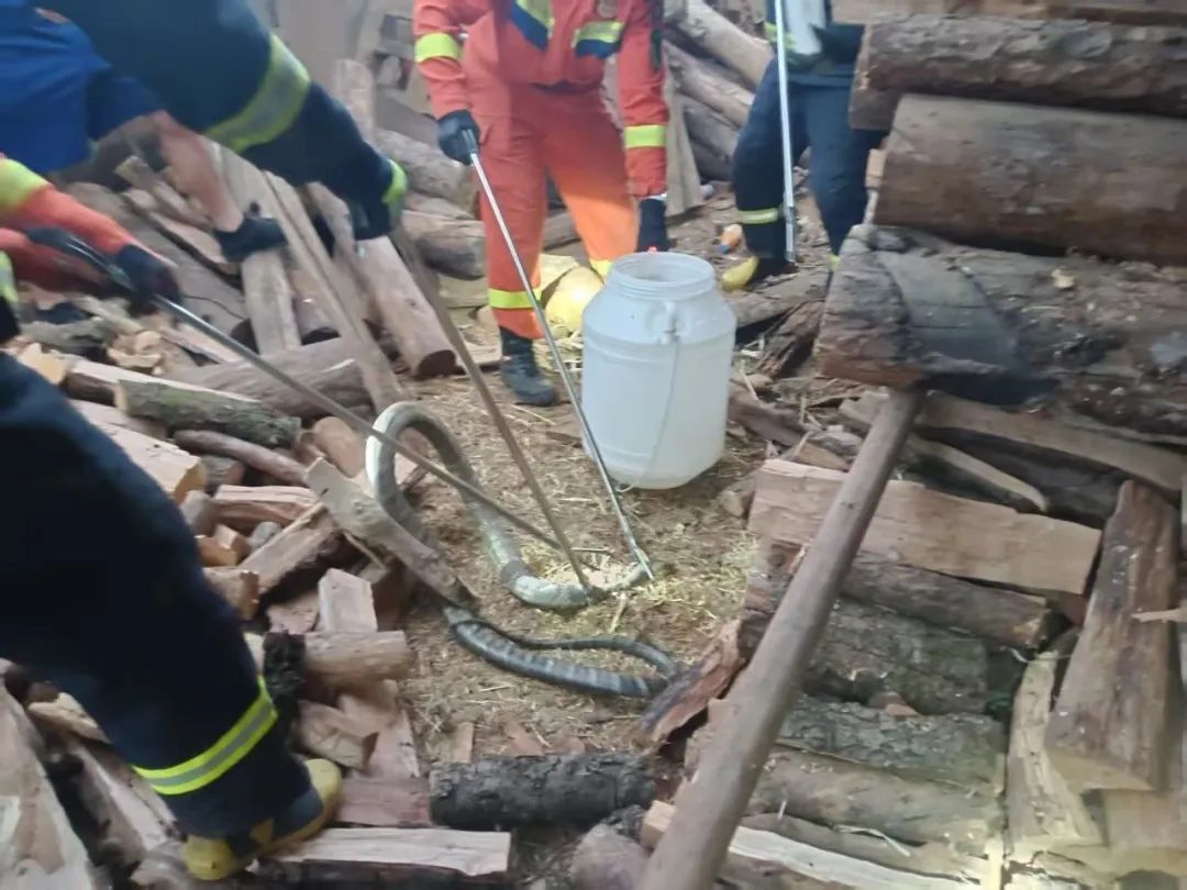 2米剧毒眼镜王蛇“住”民宿,还“爱”上了消毒柜? 2米剧毒眼镜王蛇“住”民宿,还“爱”上了消毒柜?