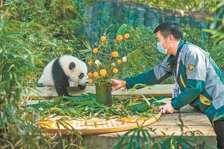 广州大熊猫“妹猪”大名定为“妹珠”,保育员“大良外公”:它已能听懂不少“话”了 广州大熊猫“妹猪”大名定为“妹珠”,保育员“大良外公”:它已能听懂不少“话”了