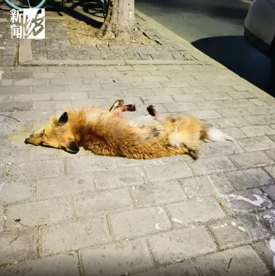 上海某小区惊现狐狸，居民人心惶惶，最新消息：已确认其死亡