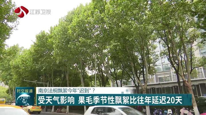 南京法桐飘絮今年“迟到”? 南京法桐飘絮今年“迟到”?