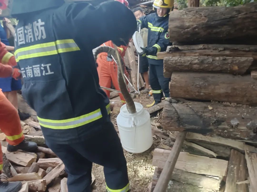 2米剧毒眼镜王蛇“住”民宿,还“爱”上了消毒柜? 2米剧毒眼镜王蛇“住”民宿,还“爱”上了消毒柜?