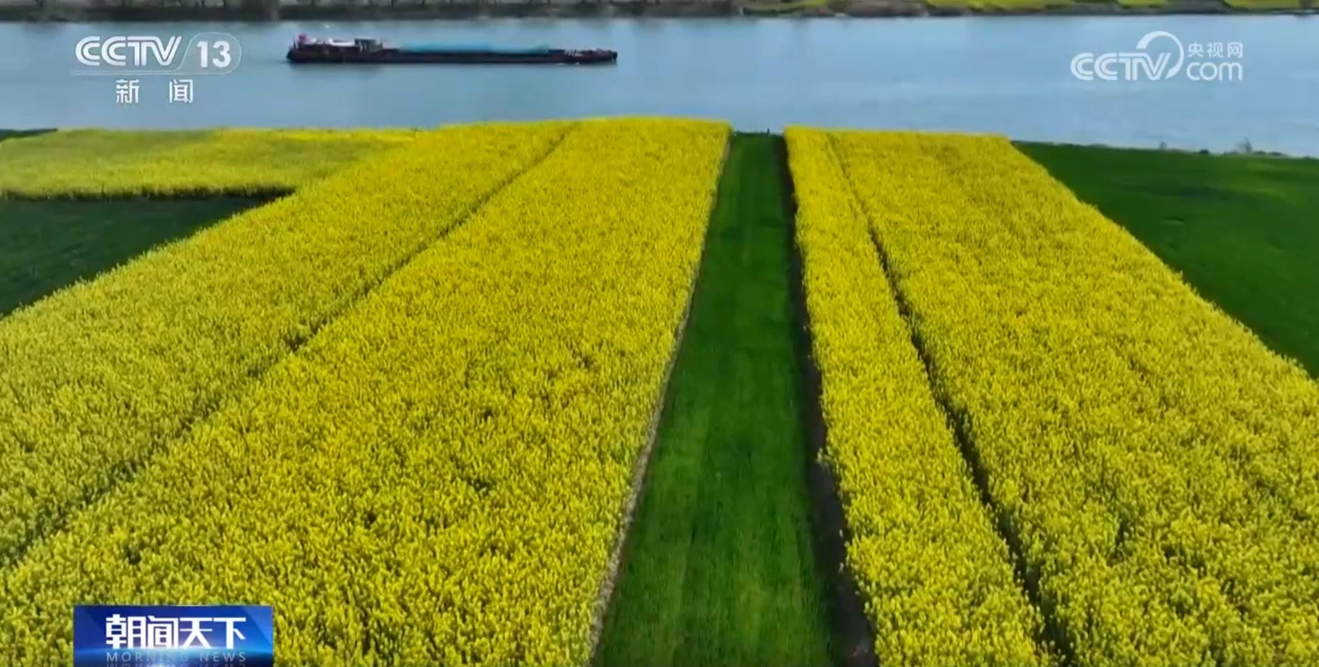 丰收在望！今年我国冬油菜面积1.1亿亩 连续7年增加