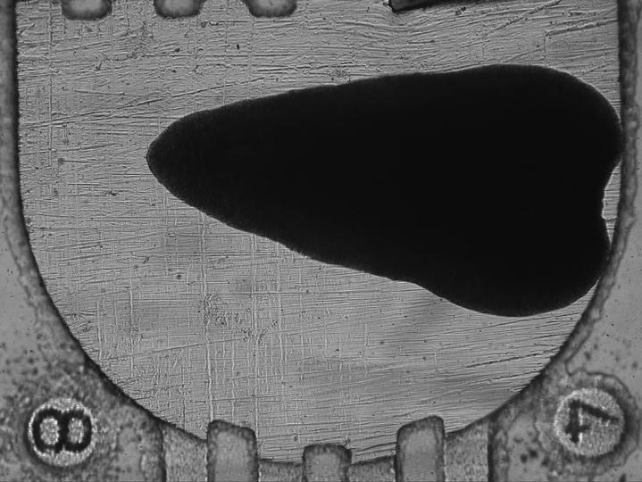 涡虫、斑马鱼、链霉菌等实验对象在空间站状态良好
