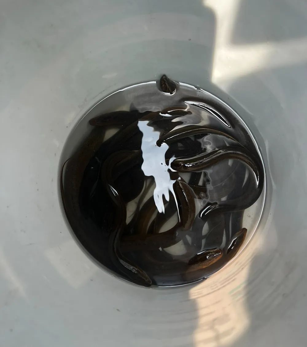 一斤能卖到上百元？杭州不少人下了班就去抓，最近好火