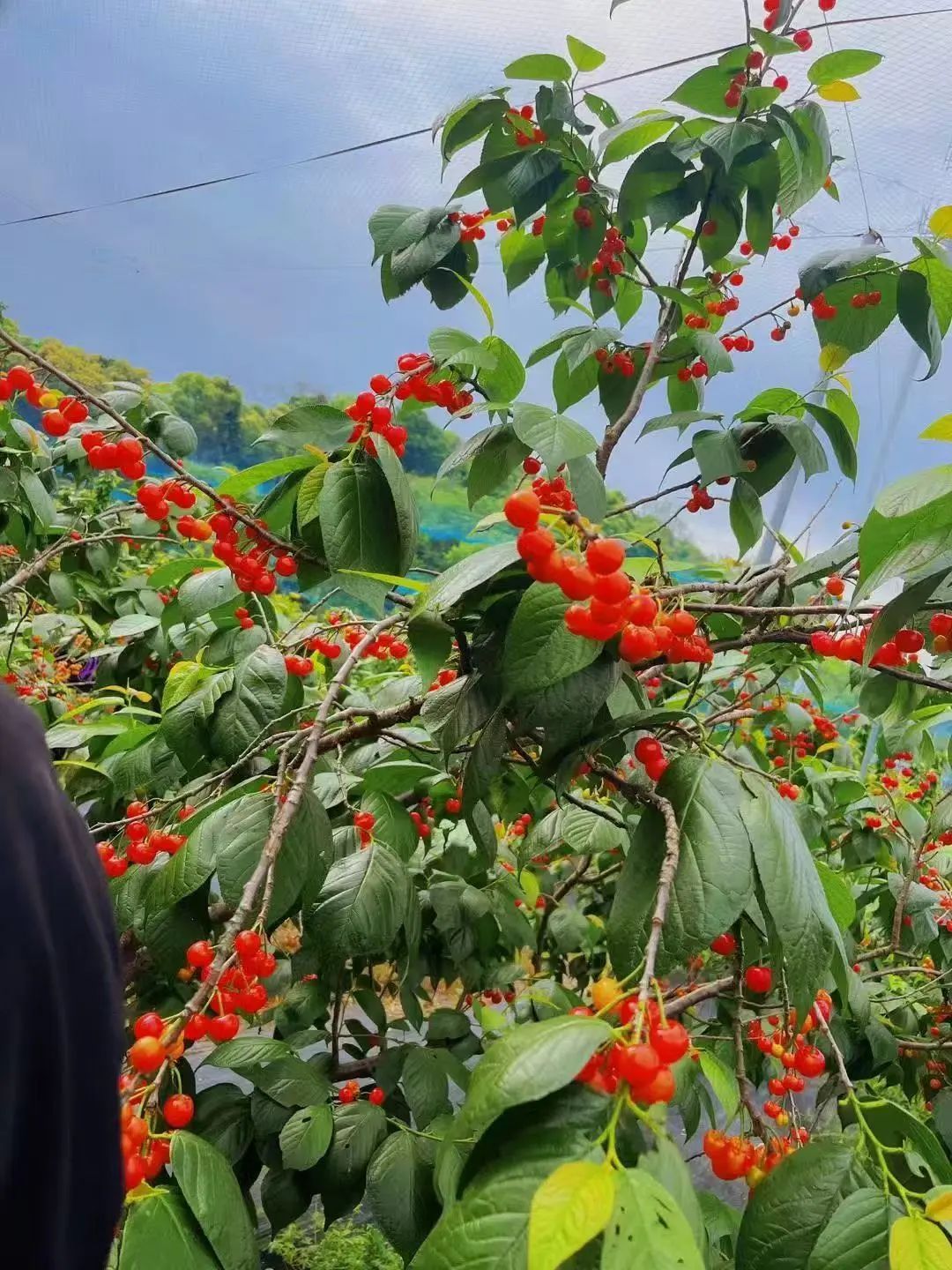 40元/斤!浙江人爱吃的美味,刚刚上市!今年大幅减产,价格还要变! 40元/斤!浙江人爱吃的美味,刚刚上市!今年大幅减产,价格还要变!