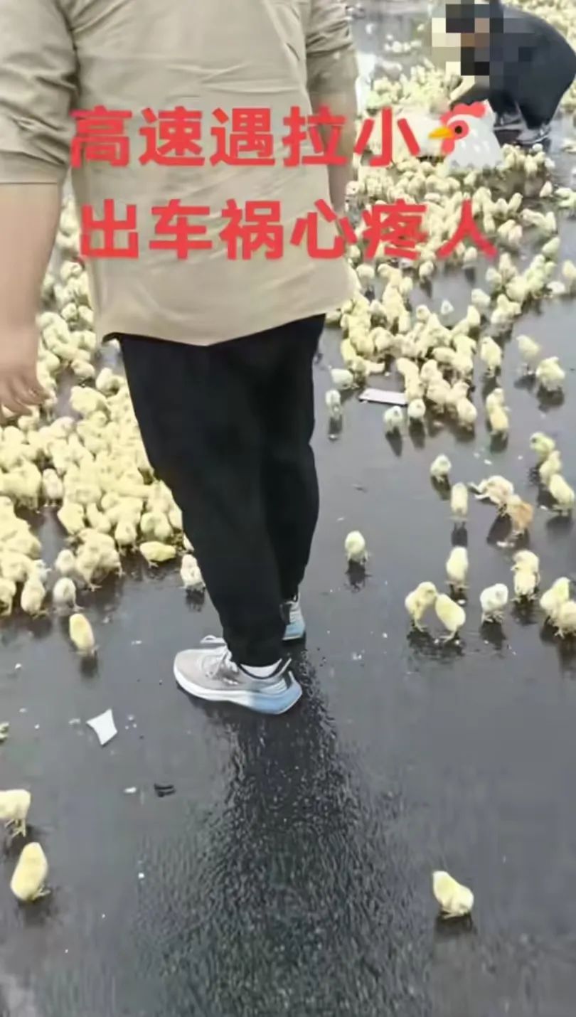车辆侧翻致大量小鸡散落高速的湖南司机回应:损失四万元左右,感谢好心人帮忙 车辆侧翻致大量小鸡散落高速的湖南司机回应:损失四万元左右,感谢好心人帮忙