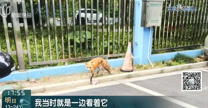 上海某小区惊现狐狸，居民人心惶惶，最新消息：已确认其死亡