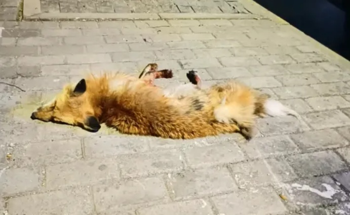 凌晨确认死亡！前一天在上海小区出现，居民胆战心惊，专家紧急提醒